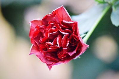 Close-up of red rose