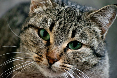 Close-up of cat