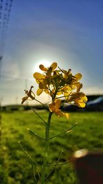 Close-up of fresh yellow flowers against sky