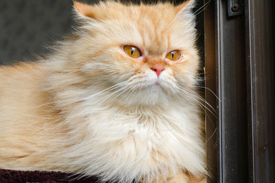 Close-up portrait of a cat