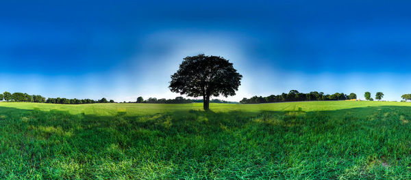 Coconut palm tree on field against sky