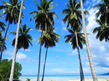 Low angle view of coconut palm trees against sky