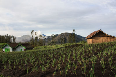 Farm against mt bromo