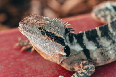 Close-up of lizard