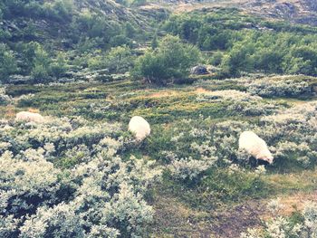 Sheep grazing on field