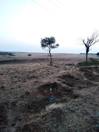 Bare tree on field against sky