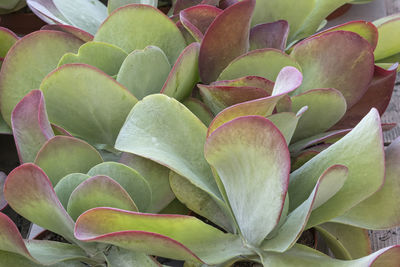 Close-up of succulent plant