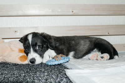 Portrait of a dog sleeping
