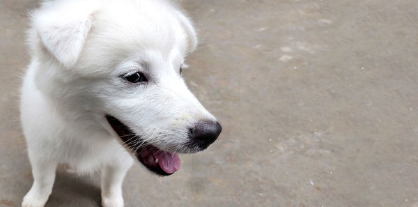 Close-up of dog looking away