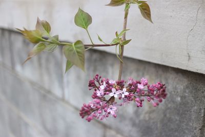 Close-up of pink bougainvillea blooming outdoors