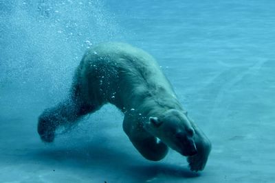 Close-up of polar bear swimming in sea