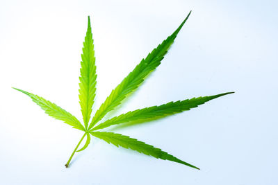 Close-up of fresh green plant against white background