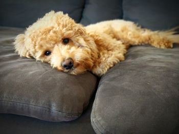 Portrait of dog lying on sofa