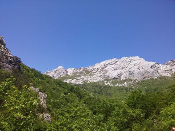 Low angle view of trees on snow covered mountain against blue sky