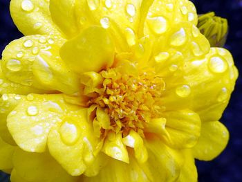 Close-up of water drops on yellow flower