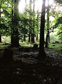 Trees in forest