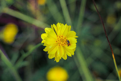 Close-up of yellow flowering plant