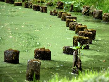 Row of wooden posts in swamp