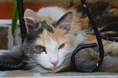 Close-up portrait of cat relaxing