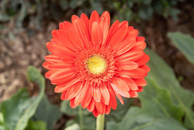 Close-up of red flower