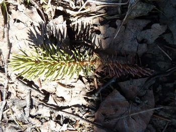 High angle view of insect on dry leaves