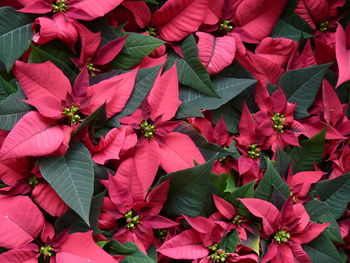 High angle view of pink flowering plants