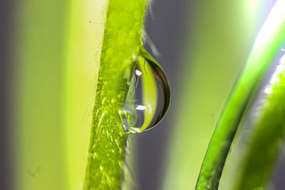 Close-up of raindrops on green leaf