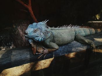 Close-up of lizard