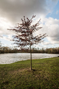 Tree on field against sky