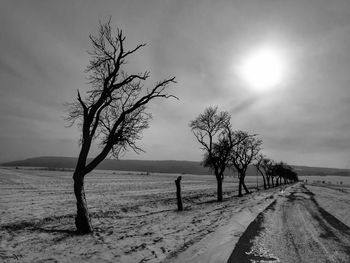 Bare trees on field against sky