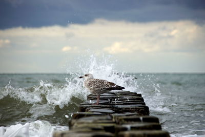 View of bird on sea shore against sky