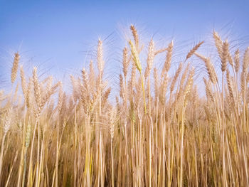 Close-up of wheat growing on field against sky