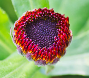 Close-up of flower on plant