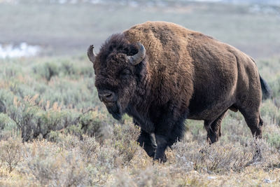 American bison walking through brush in grand teton national park