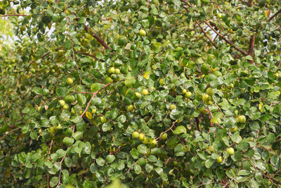 Jujubes fruits on the tree branch in india