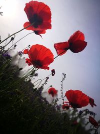 Close-up of red poppy flowers against sky