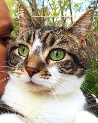 Close-up portrait of cat