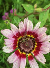 Close-up of pink flower