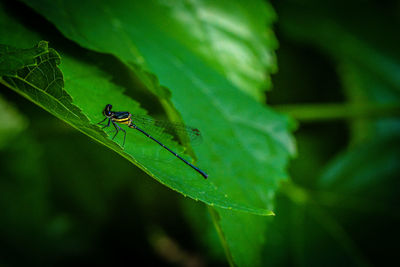 Copera marginipes, dragonfly rest on green leaf on nature background in thailand.