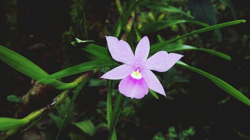 Close-up of flower blooming outdoors