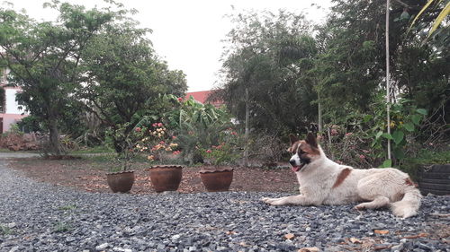 View of a cat on the ground