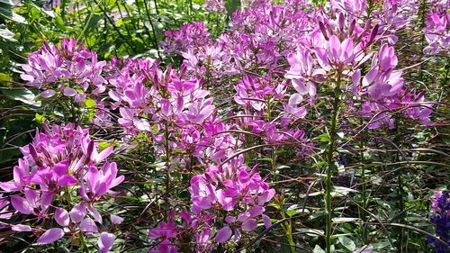 Close-up of purple flowers blooming outdoors