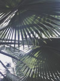 Full frame shot of palm trees