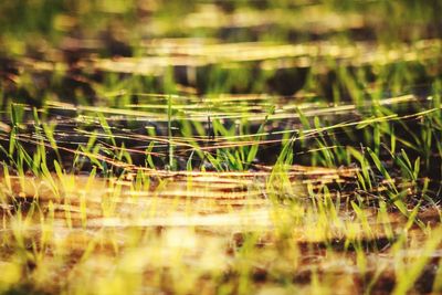 Close-up of plants on field