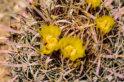 Close-up of yellow crocus plant on field