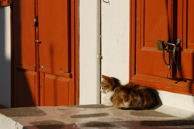 Cat living in mykonos town
