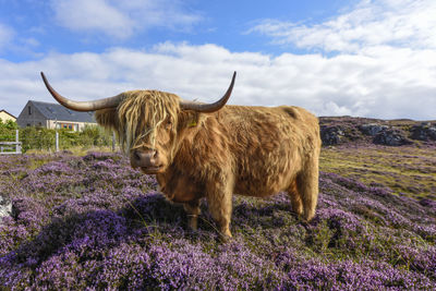 Cow standing on field