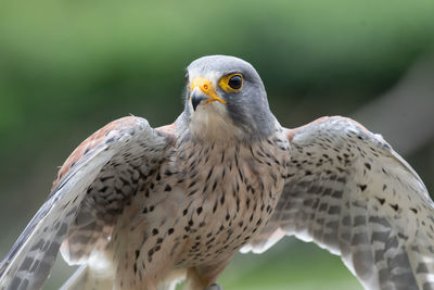 Close up portrait of a common kestrel with open wings