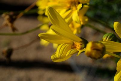 Close-up of yellow flowering plant