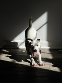 Portrait of dog standing at home